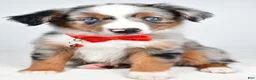 Miniature Australian Shepherd dogs for sale: Marshall - Ad 1