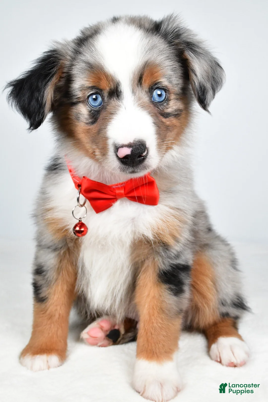 Miniature Australian Shepherd dogs for sale: Marshall - Ad 1