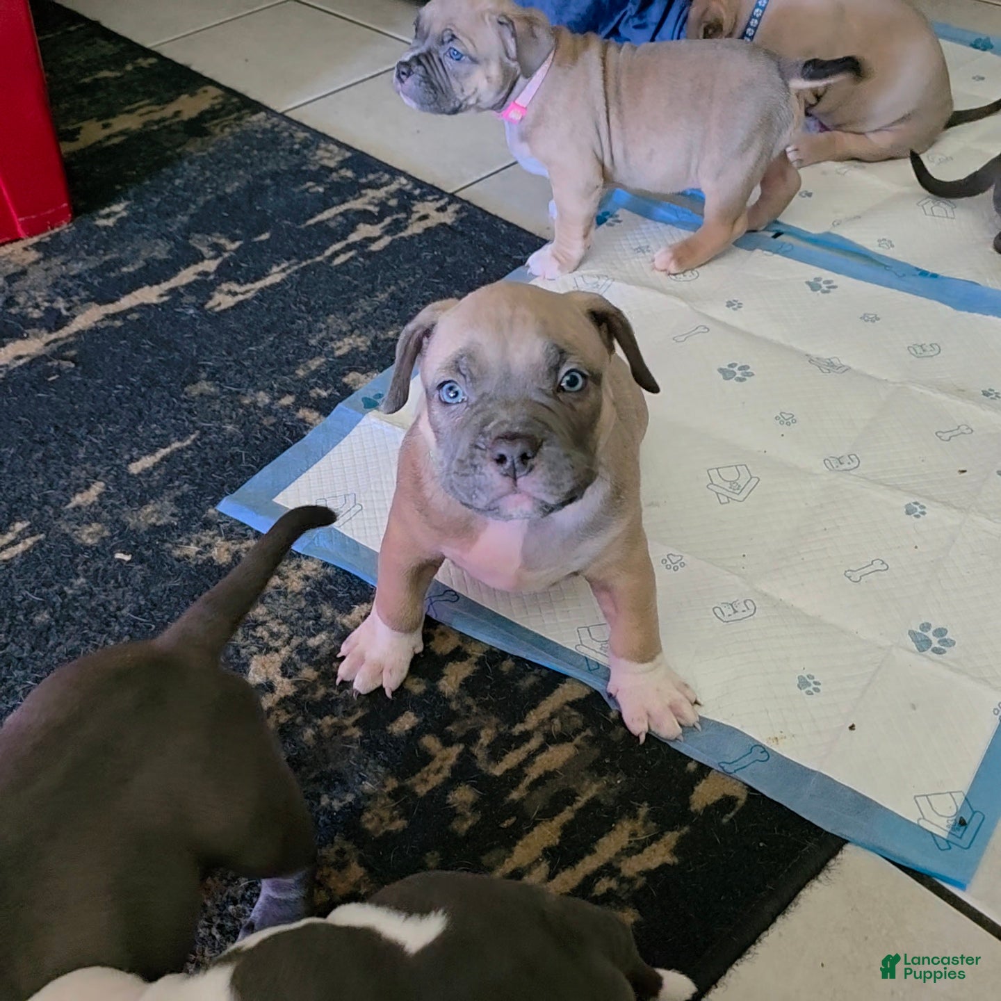 American Bully dogs Yogi the bear - Ad 2