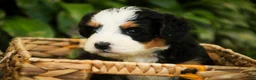 Mini Bernedoodle dogs for sale: Mercedes Mini Bernedoodle  - Ad 4