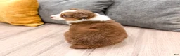 Australian Shepherd dogs for sale: Gracie - Ad 5