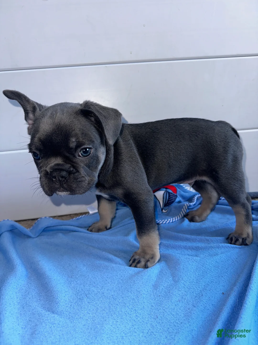French Bulldog dogs for sale: Smokey - Ad 4