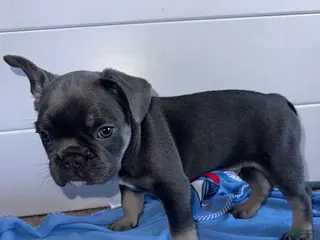 French Bulldog dogs Smokey - Ad 38