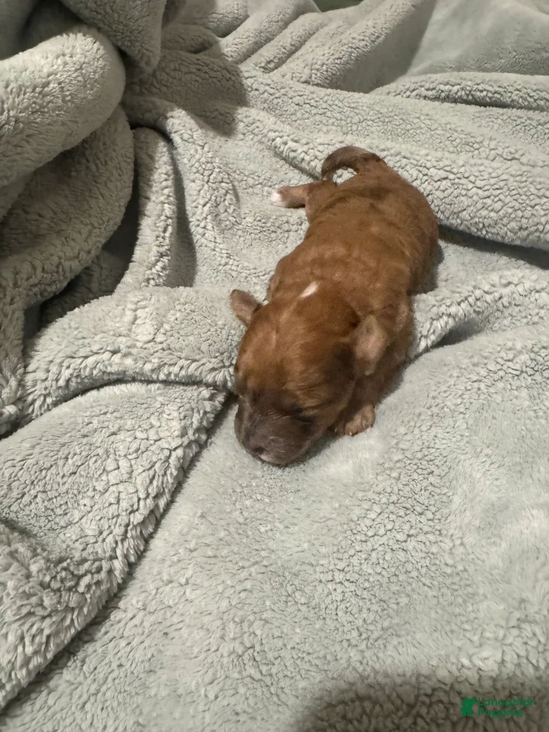 Toy Poodle dogs for sale: Caramelo - Ad 2