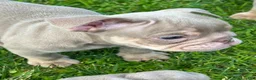 English Bulldog dogs for sale: English Bulldog 3 - Ad 2