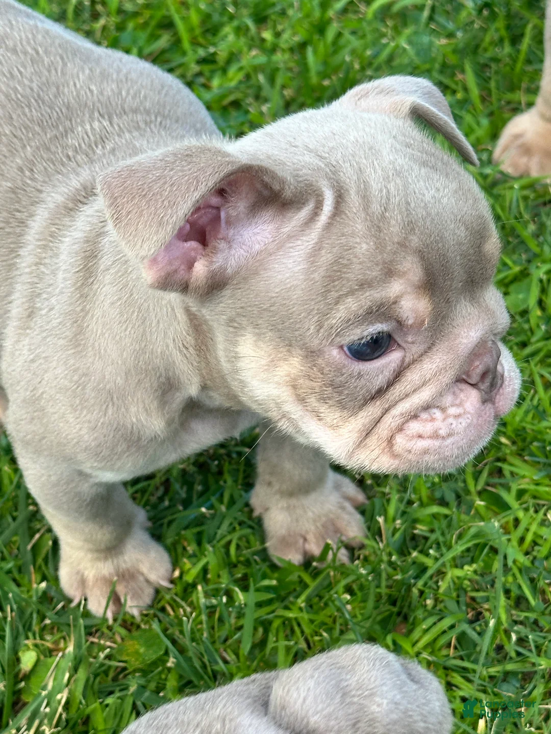 English Bulldog dogs for sale: English Bulldog 3 - Ad 2