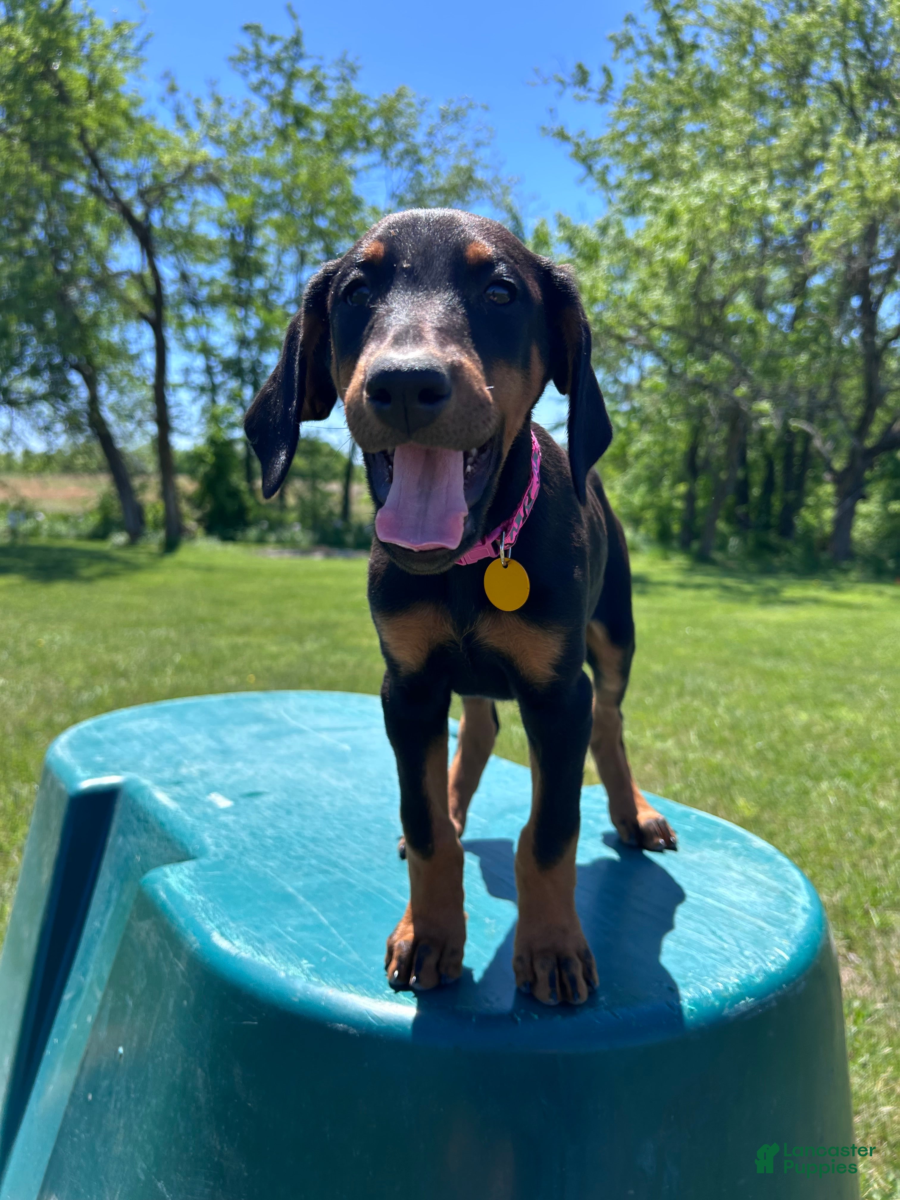 Doberman Pinscher dogs Doberman Pinscher Puppy 2 - Ad 3