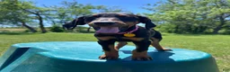 Doberman Pinscher dogs for sale: Doberman Pinscher Puppy 2 - Ad 1