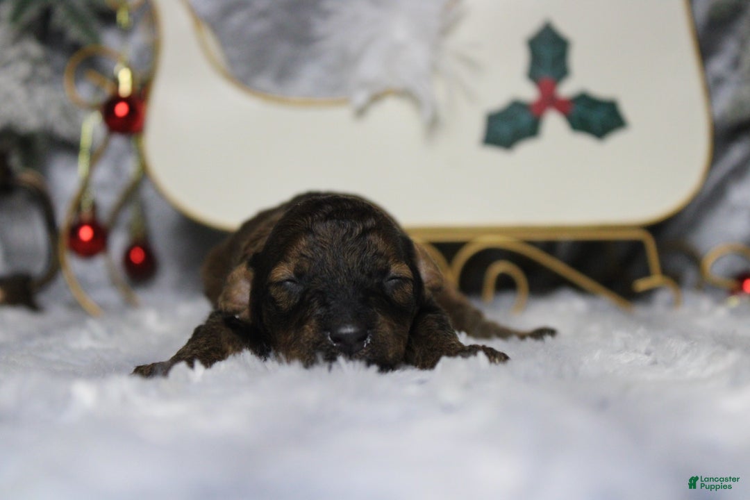 Toy Poodle dogs for sale: Sardonyx - Ad 4