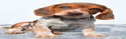 Beagle dogs for sale: Marie - Ad 6