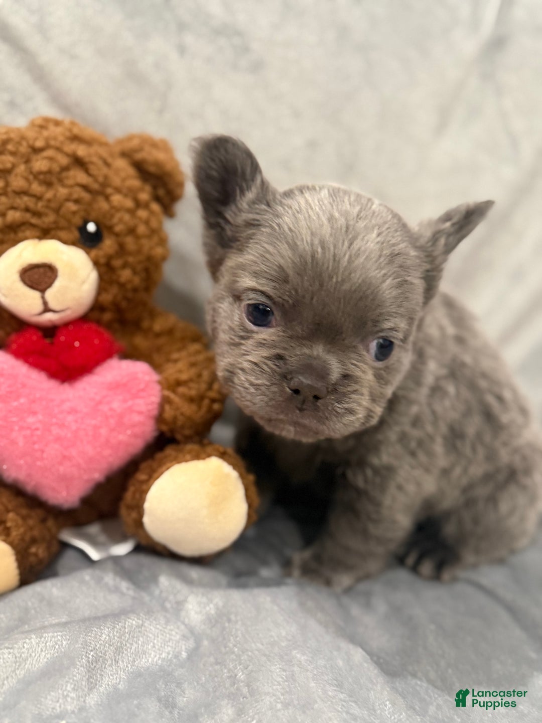 French Bulldog dogs for sale: Jingles - Ad 2