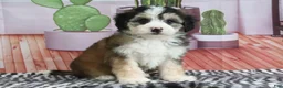 Mini Bernedoodle dogs for sale: Sophie - Ad 3