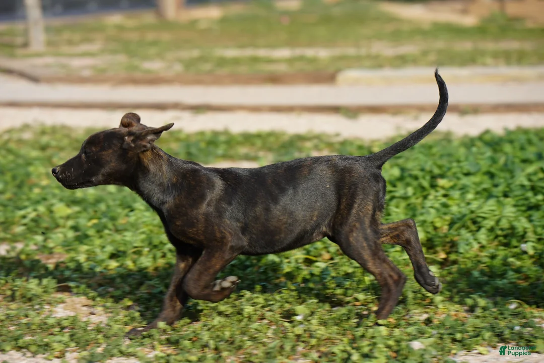 Dutch Shepherd dogs for sale: Dutch black brindle F - Ad 2