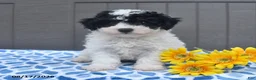 Bichpoo dogs for sale: Stuart - Ad 1