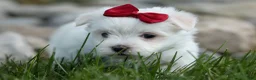 Maltese dogs for sale: MURPHY - Ad 9