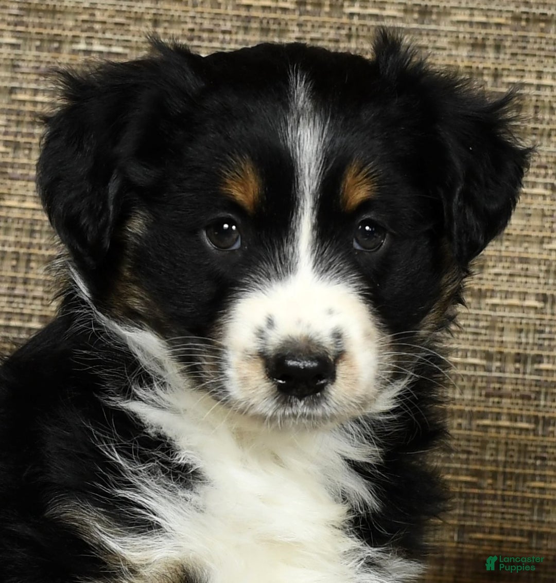 Miniature Australian Shepherd dogs for sale: Chestnut - Ad 9