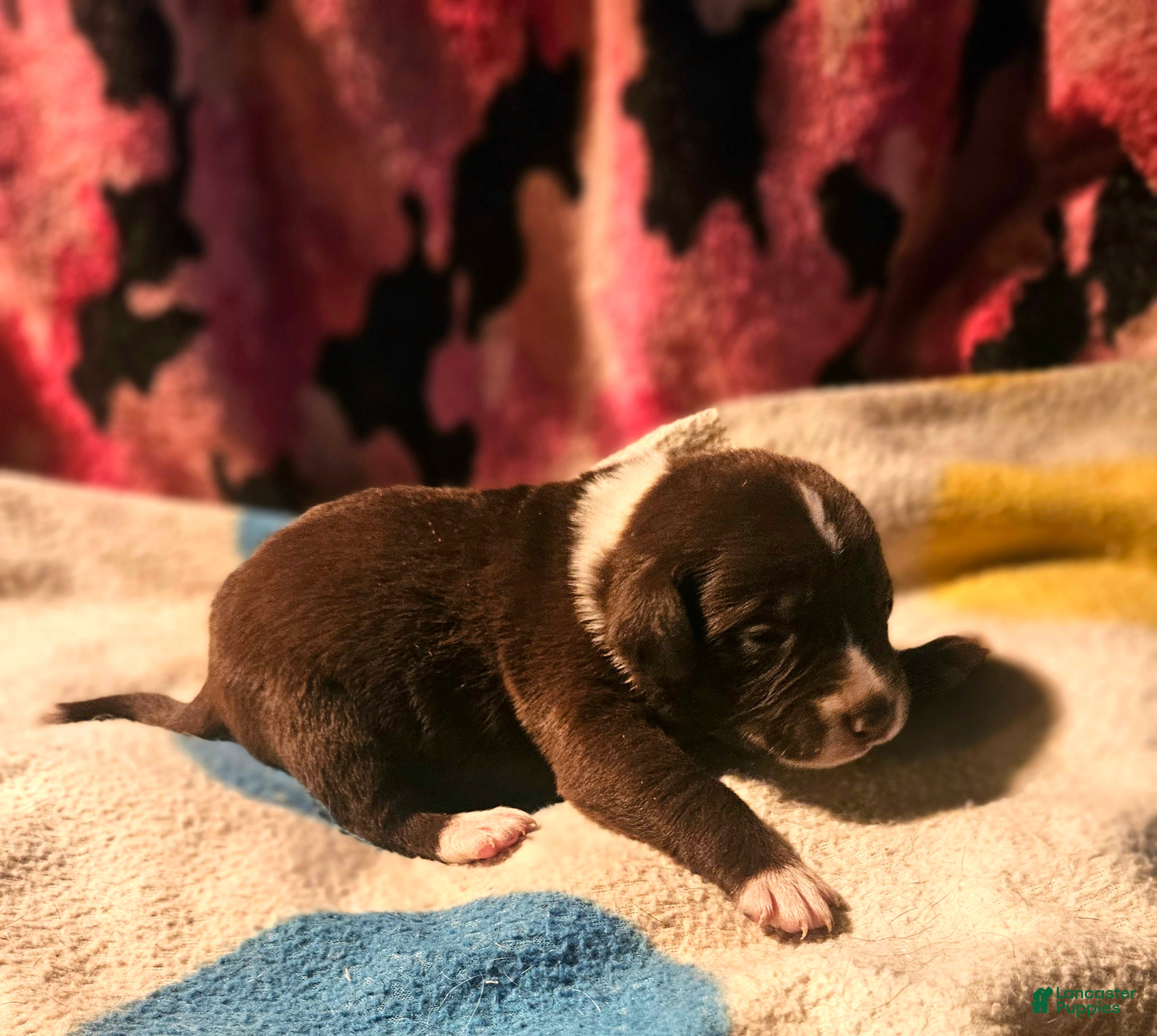 Border Collie dogs Bailey - Ad 12