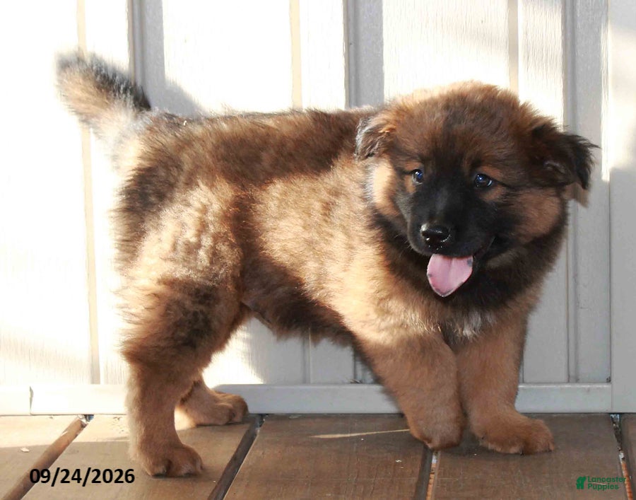 Mixed Breed dogs Clifford - Ad 2