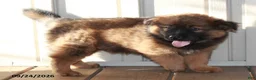 Mixed Breed dogs for sale: Clifford - Ad 2