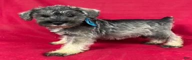 Miniature Schnauzer 3