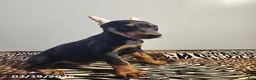 Doberman Pinscher dogs for sale: Rolex - Ad 6