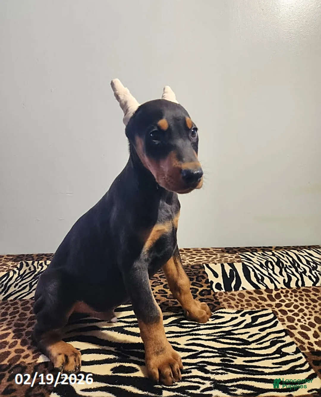 Doberman Pinscher dogs for sale: Rolex - Ad 6