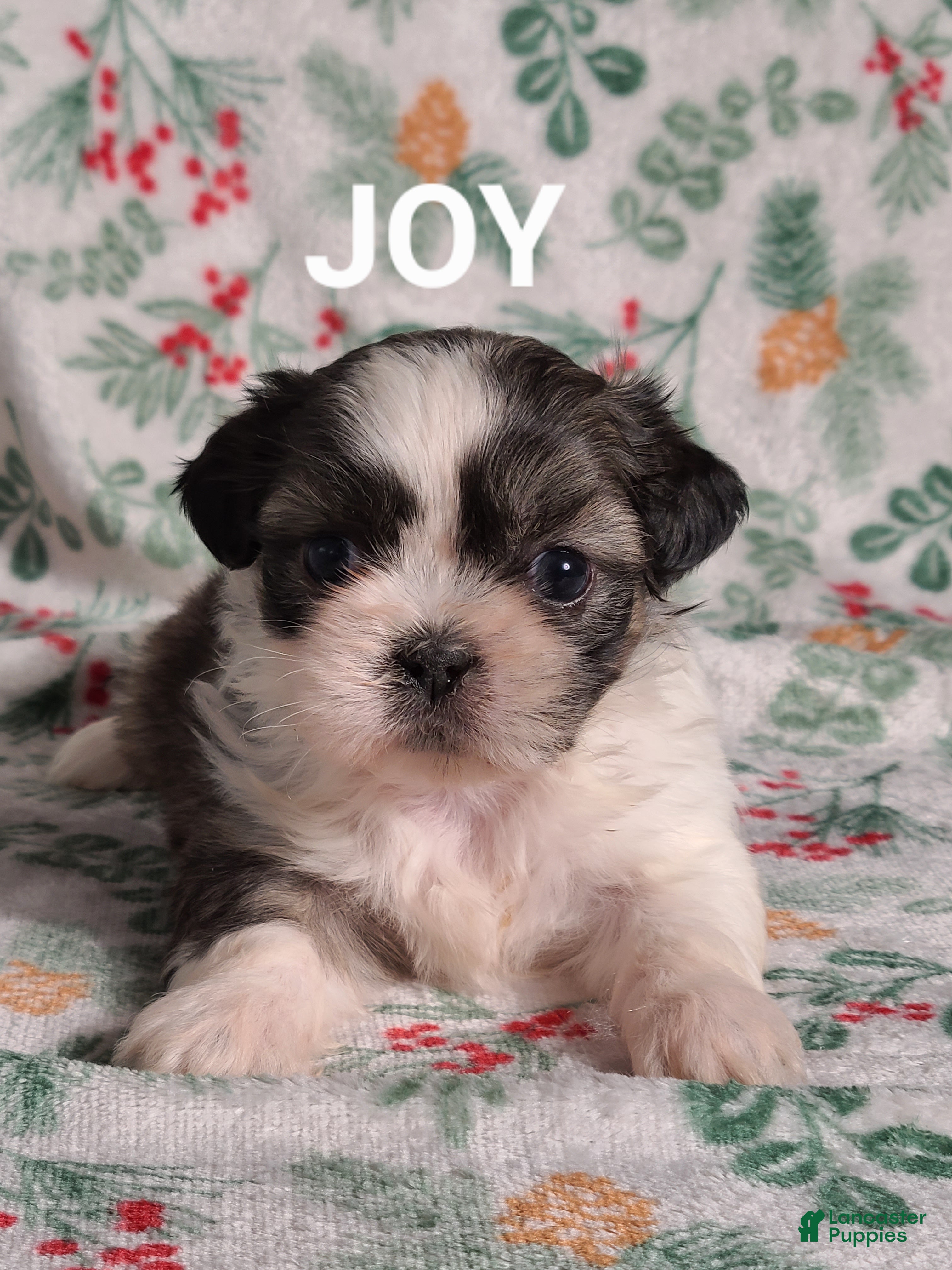 Shih Tzu dogs Joy  - Ad 19