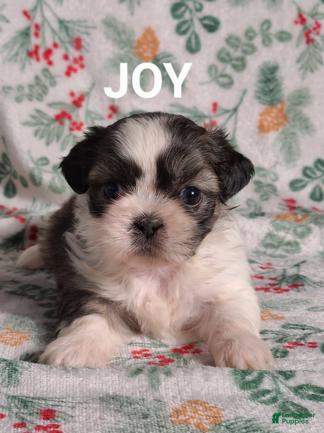 Shih Tzu dogs for sale: Joy  - Ad 1
