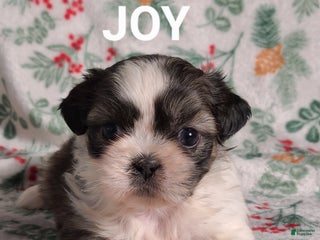 Shih Tzu dogs Joy - Ad 34