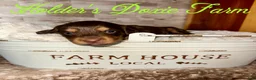 Miniature Dachshund dogs for sale: Bashful - Ad 3