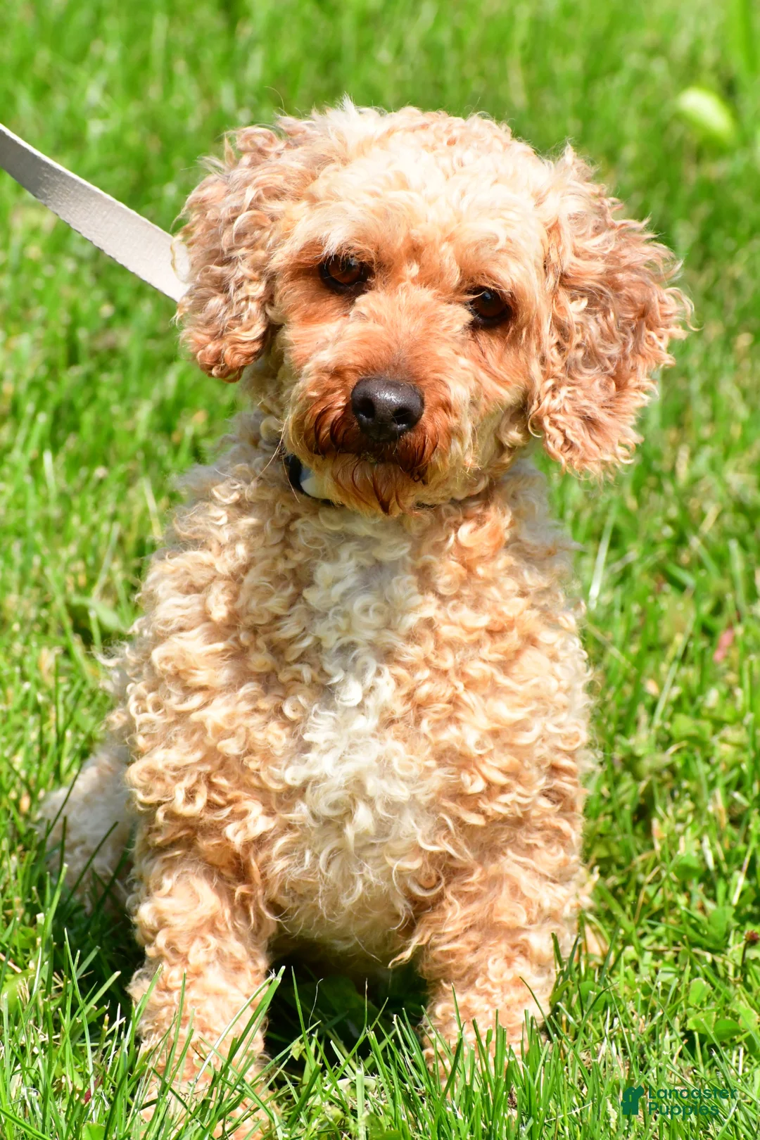 Maltipoo dogs for sale: Bruce - Ad 6