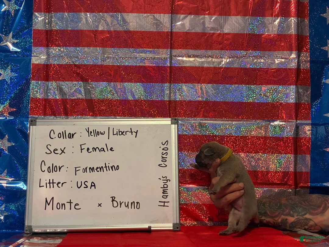 Cane Corso dogs for sale: Liberty - Ad 2