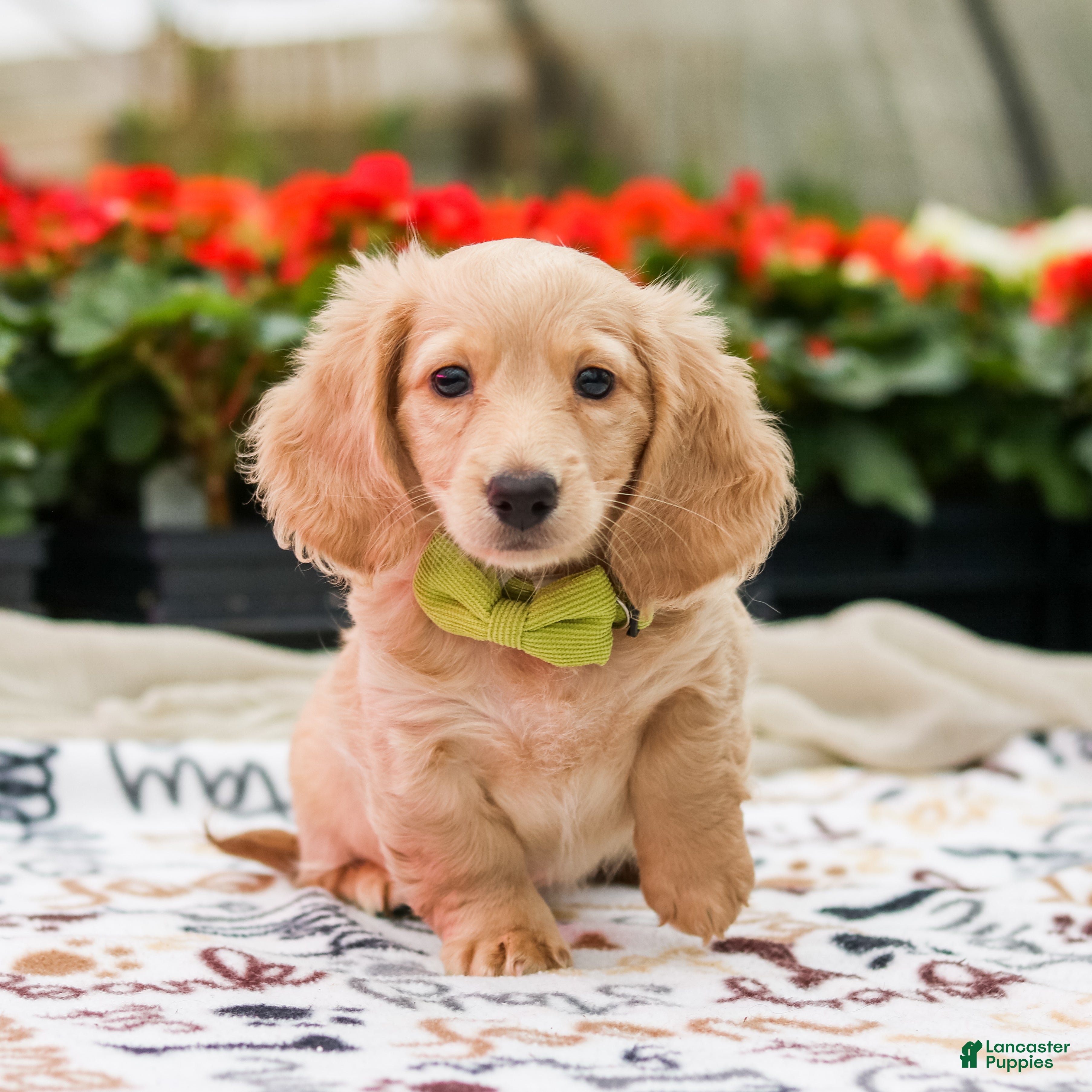 Miniature Dachshund dogs Eddie - Ad 1