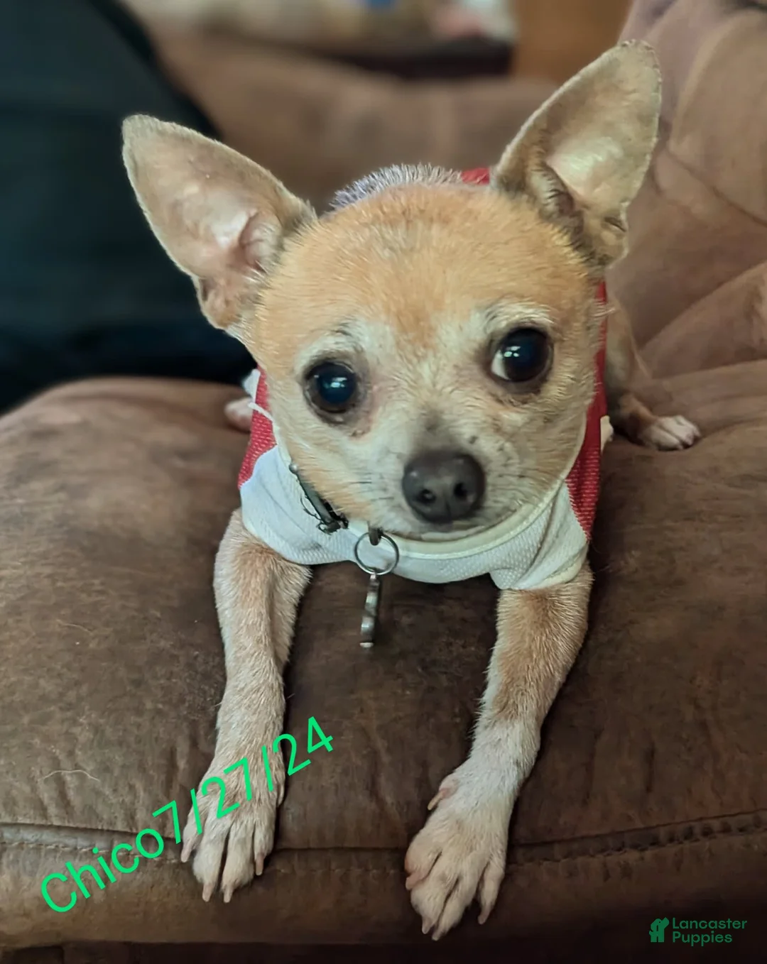 Gallery Image {{count}}