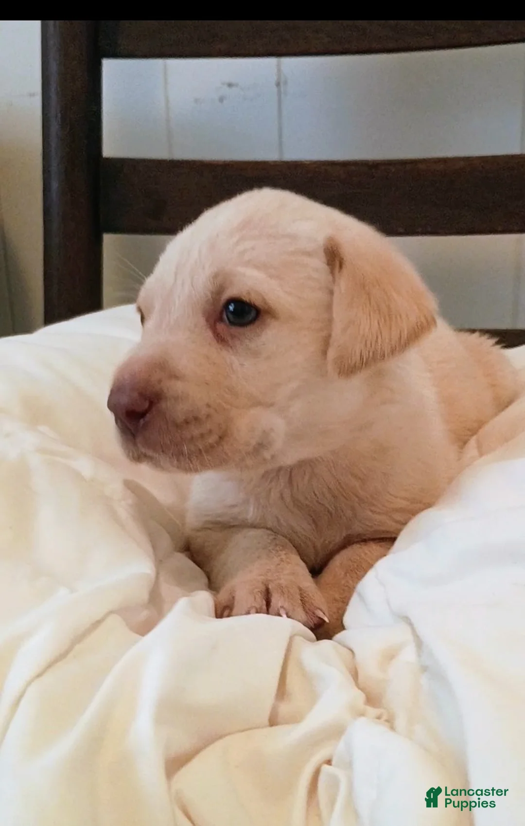 Labrador Retriever dogs for sale: Labrador Retriever Puppy 4 - Ad 1