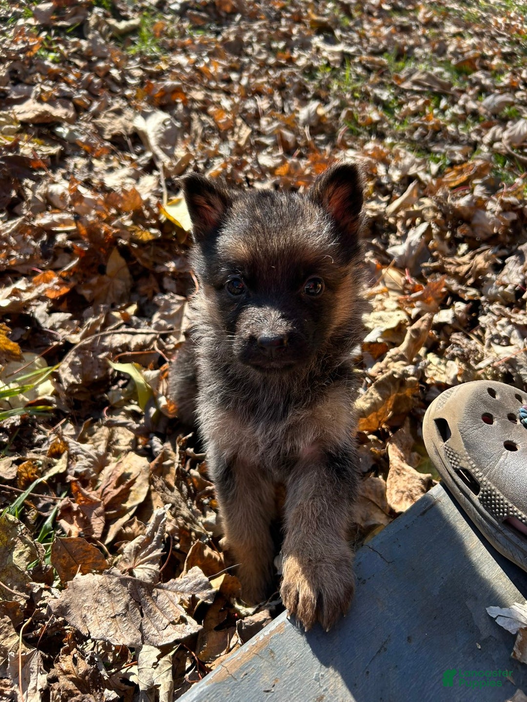 German Shepherd dogs for sale: German Shepherd Puppy 1 - Ad 1