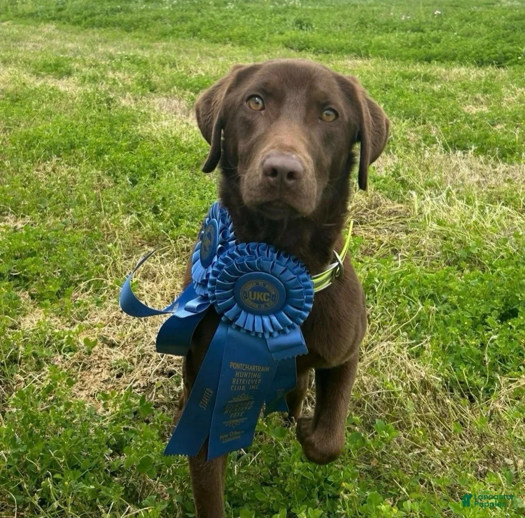 Labrador Retriever dogs for sale: Leon - Ad 5
