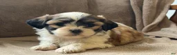 Shih Tzu dogs for sale: Callie - Ad 4