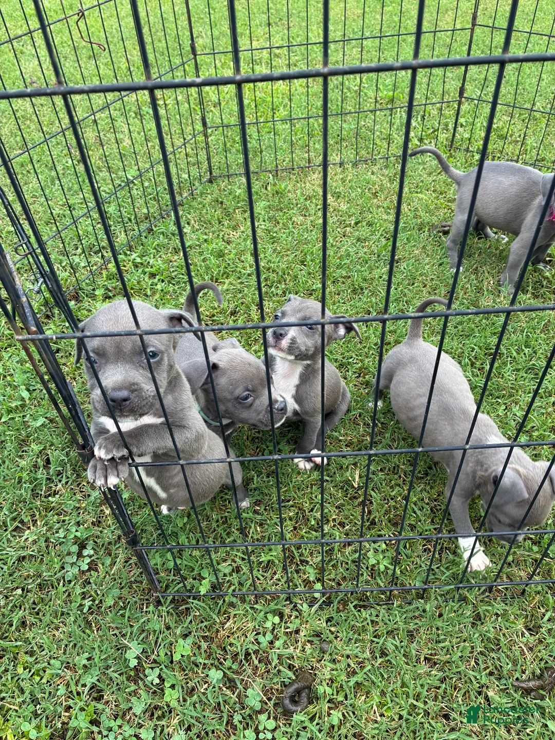 American Pit Bull Terrier dogs for sale: Donatello Versace  - Ad 2