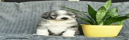 Aussiedoodle dogs for sale: Walnut  - Ad 1