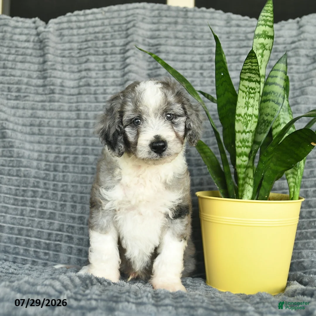 Aussiedoodle dogs for sale: Walnut  - Ad 1