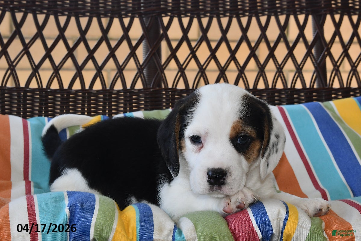 Beagle dogs Izzy - Ad 1