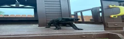 Pug dogs for sale: Panther - Ad 3