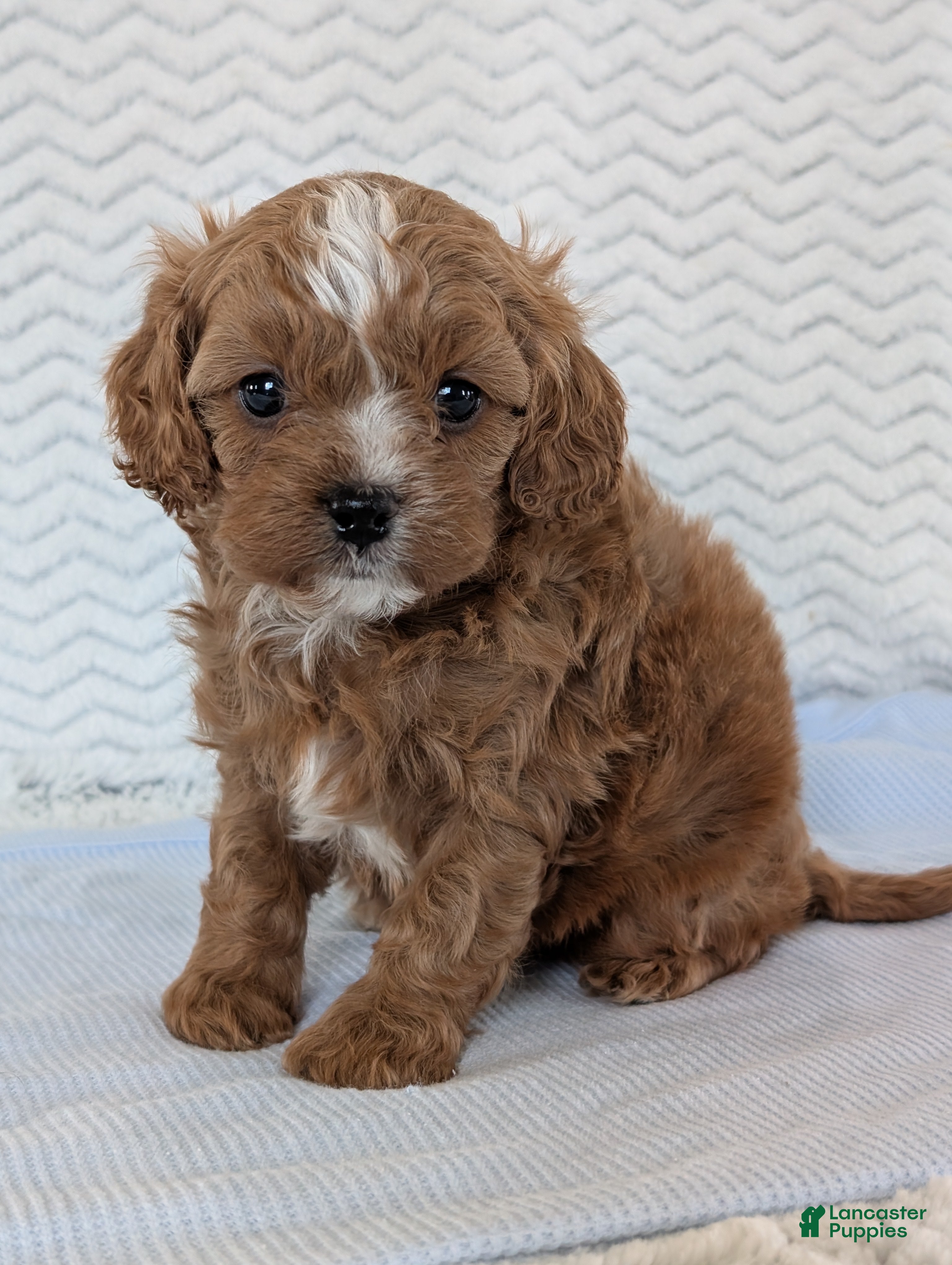 Cavapoo dogs Myles - Ad 2