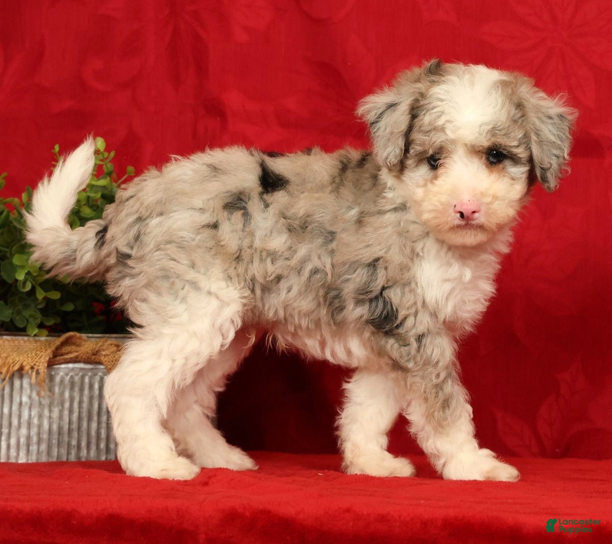Mini Sheepadoodle dogs Duke - Ad 1