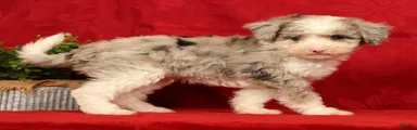 Duke