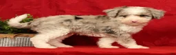 Mini Sheepadoodle dogs for sale: Duke - Ad 1