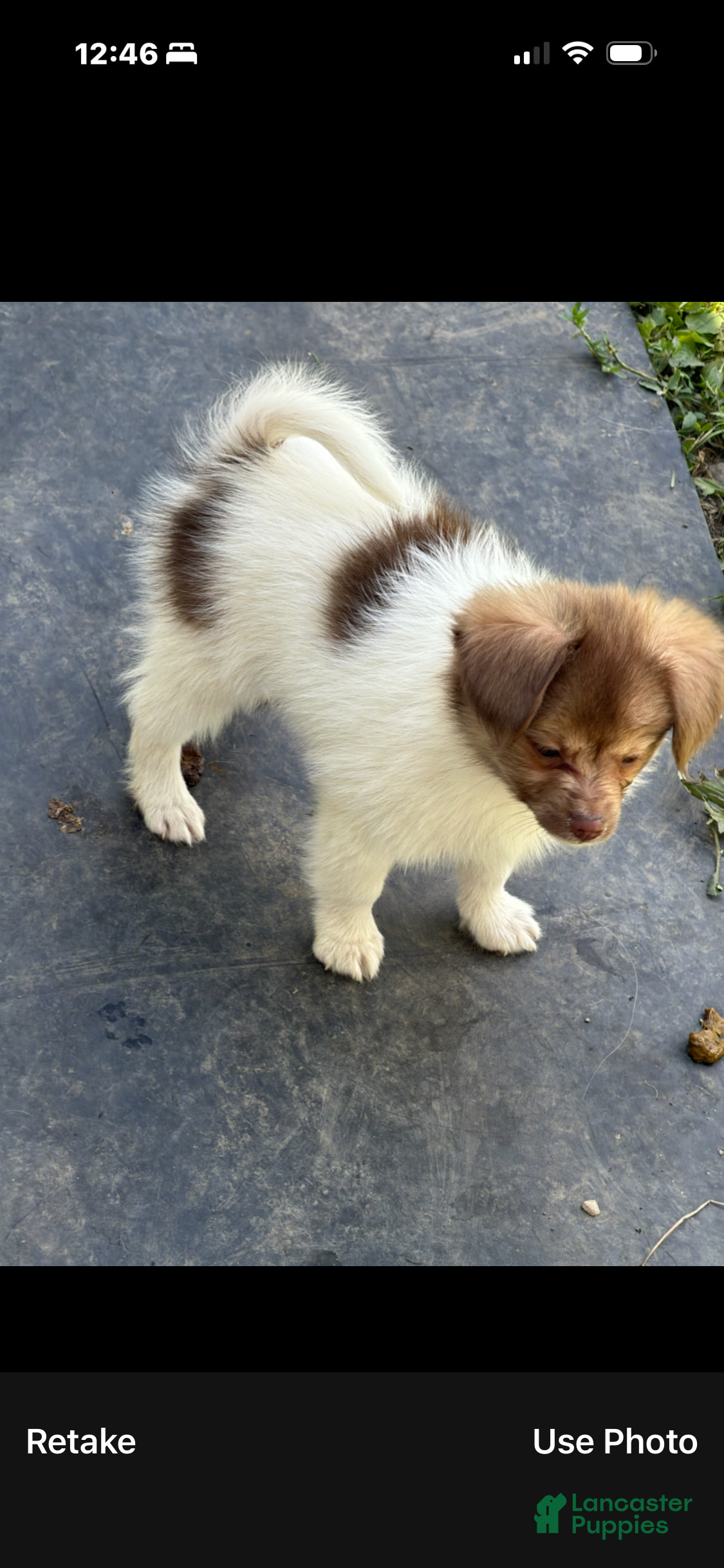 Mixed Breed dogs Mixed Breed 5 - Ad 19