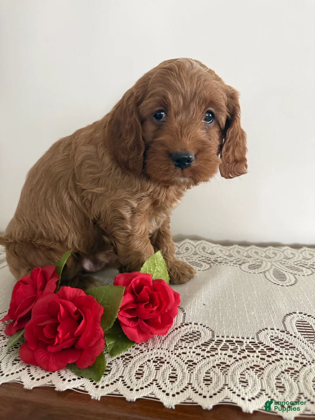 Cockapoo dogs for sale: Cockapoo Puppy 1 - Ad 2