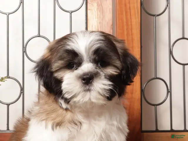Shih Tzu dogs for sale: Cookie - Awesome Shih Tzu - Ad 2